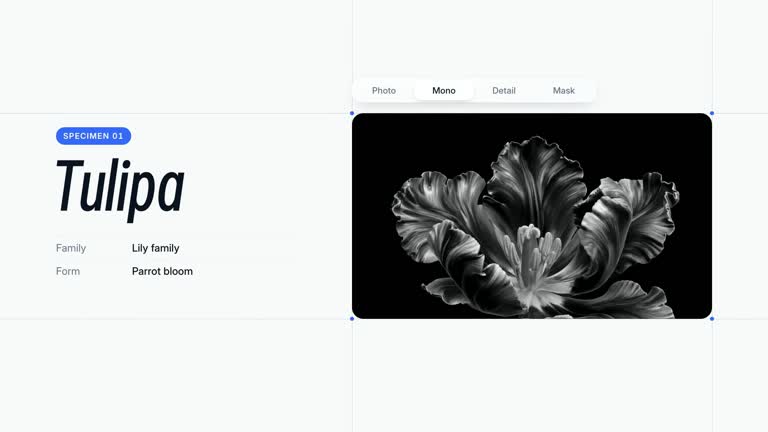 LaunchMotion · Specimen Inspector result preview