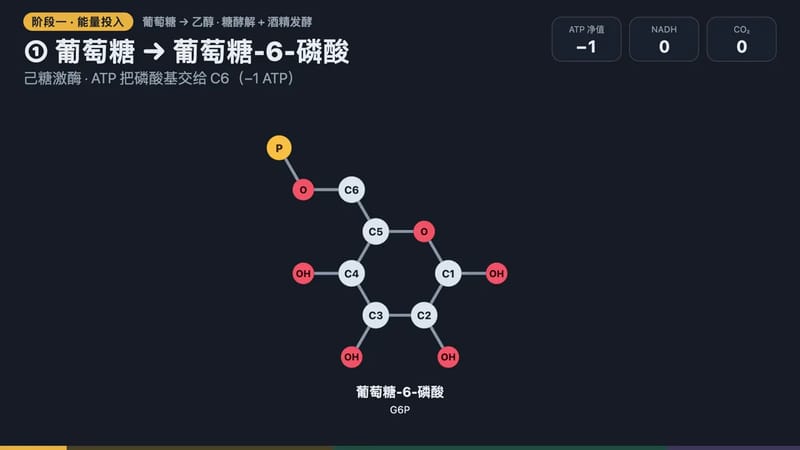 Glucose to ethanol, as an animated SVG result preview